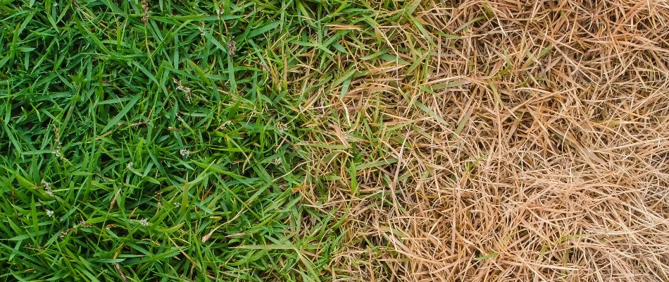 Fertilizer burn on grass in Newark, DE.