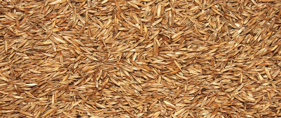 Grass seeds for overseeding a lawn in Newark, DE.