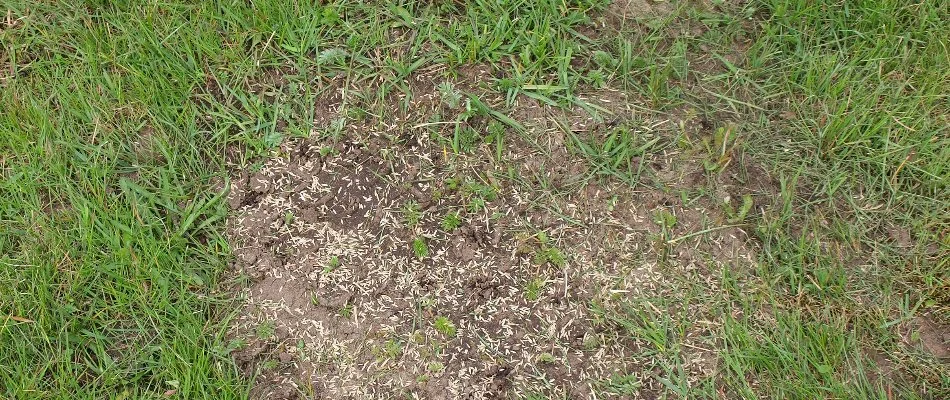 Grass seeds on the bare spot of a lawn in Newark, DE.