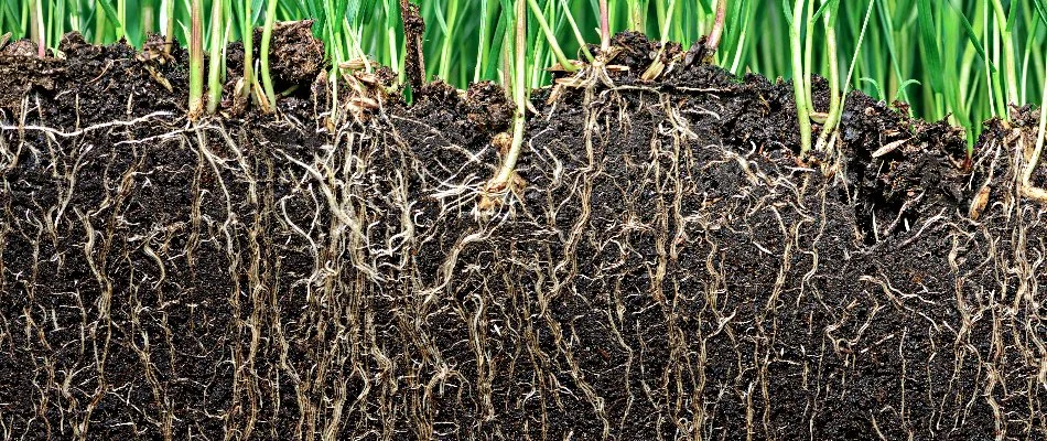 Grass in Doylestown, PA, with deep root systems.