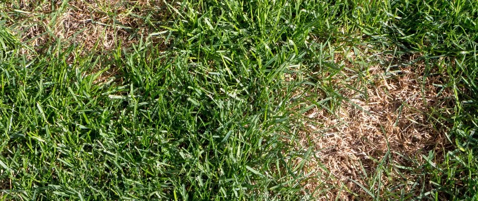 Grass in Newark, DE, with fertilizer burn.