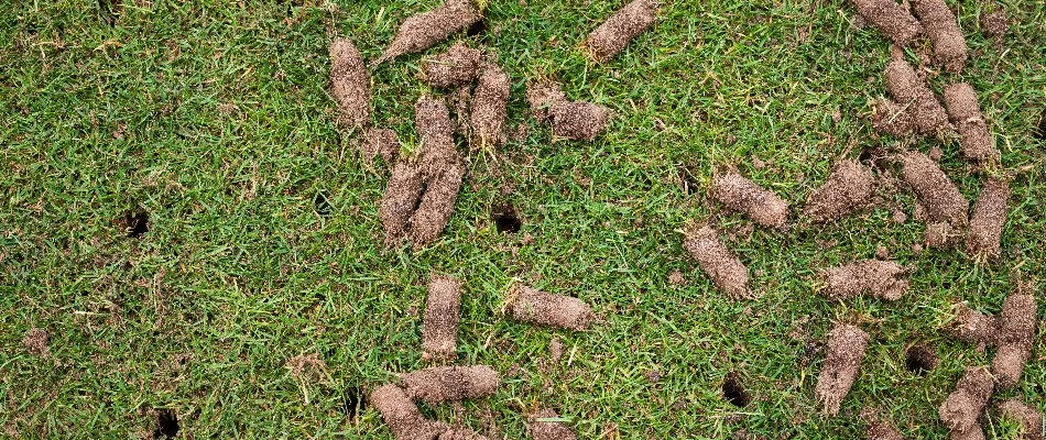 Holes in a lawn in Doylestown, PA, and soil cores from aeration.