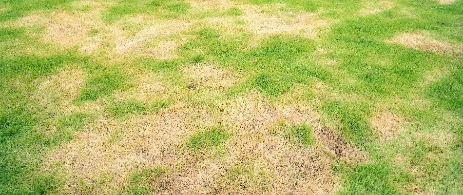 Lawn in Newark, DE, with brown patch disease.