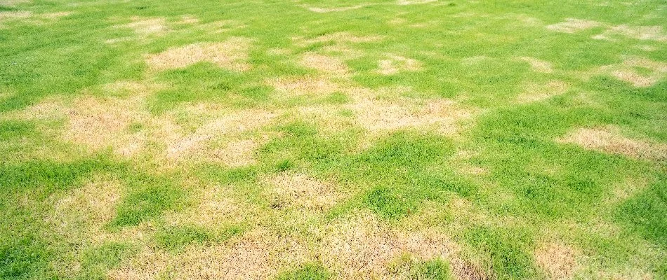 Lawn in Doylestown, PA, with brown patch disease.
