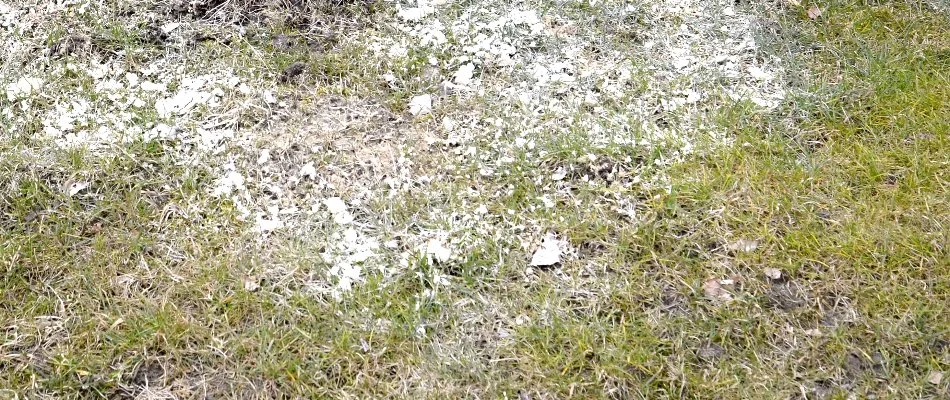 Lawn in Newark, DE, with a lime treatment.