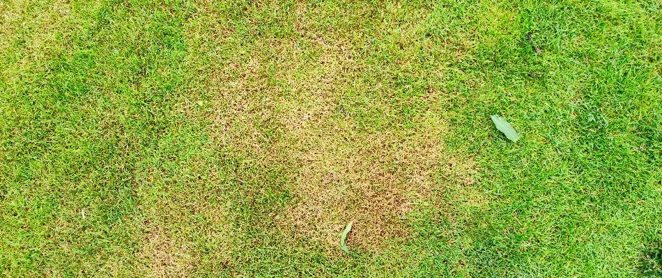 Lawn in Newark, DE, with yellow spots.