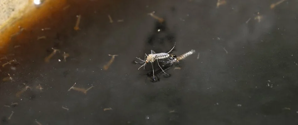Adult mosquito and its larvae on standing water in Newark, DE.