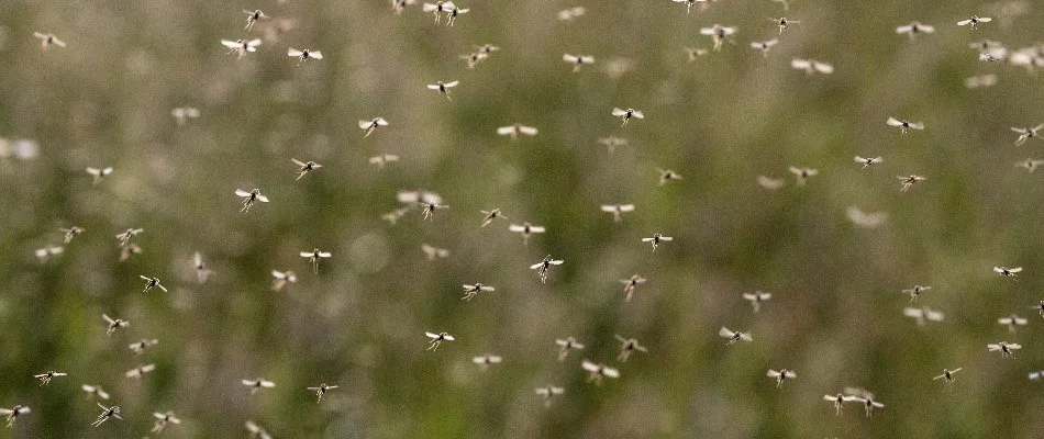 Mosquitoes flying around in Newark, DE.