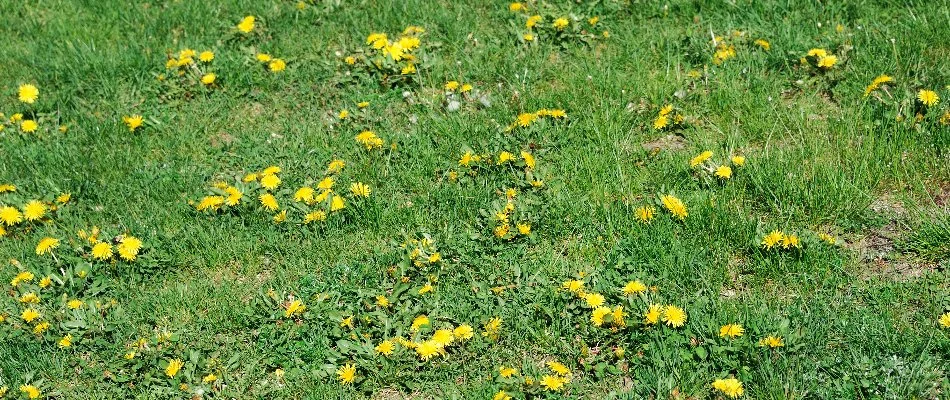 Patches of dandelion weeds on a lawn in Newark, DE.