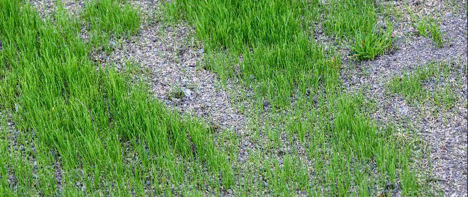 Patchy lawn in Newark, DE, with seeds after overseeding.
