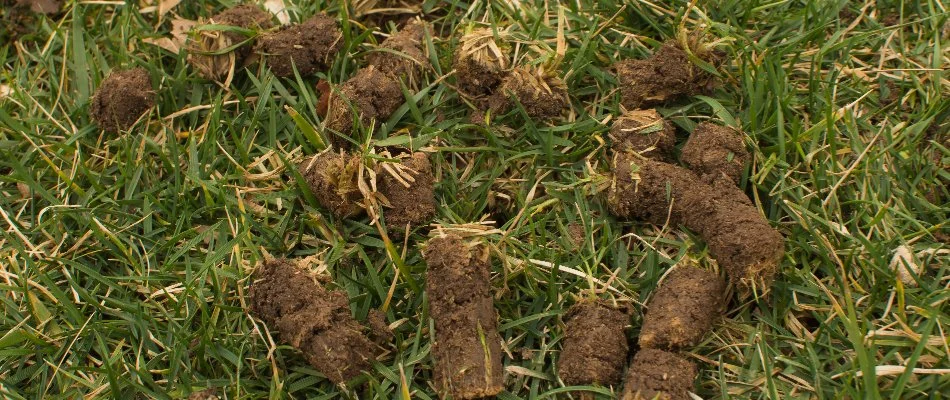 Plugs of soil on grass in Newark, DE.