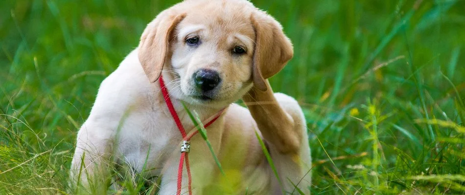 Puppy scratching and sitting in grass in Doylestown, PA.