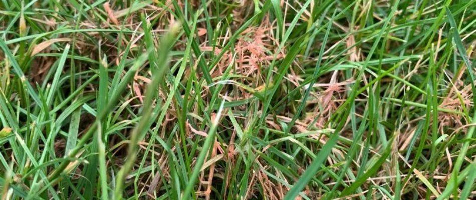 Red thread on grass blades in Doylestown, PA.