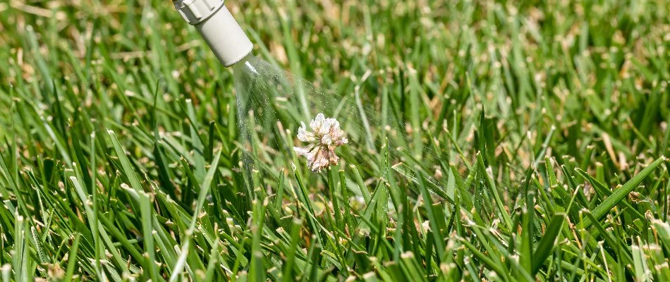 Removing weed on a lawn in Newark, DE, with a weed control treatment.