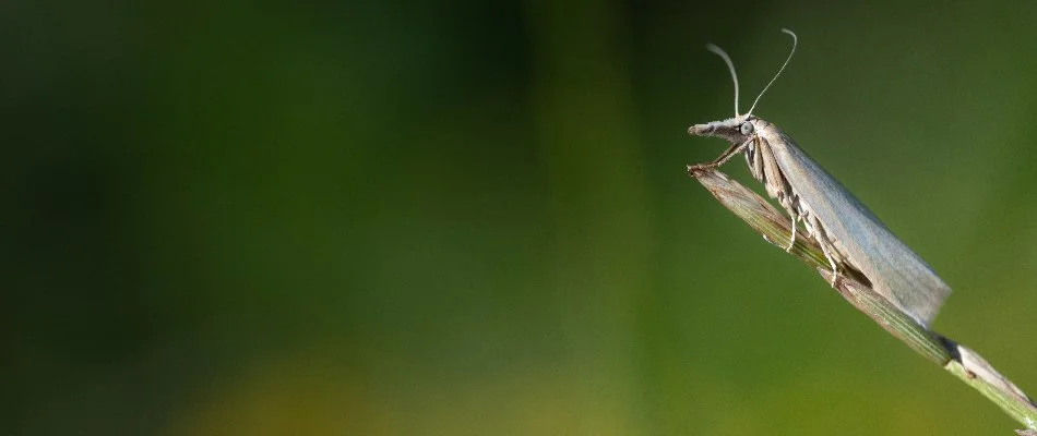Plant in Pennsylvania with a sod webworm.