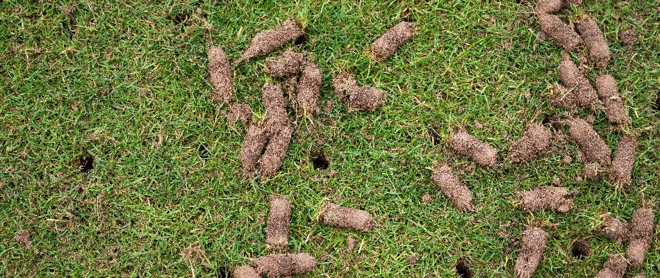 Soil cores on a lawn in Newark, DE.