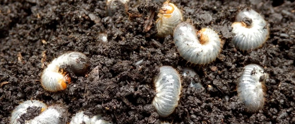 Soil in Pennsylvania with grubs.
