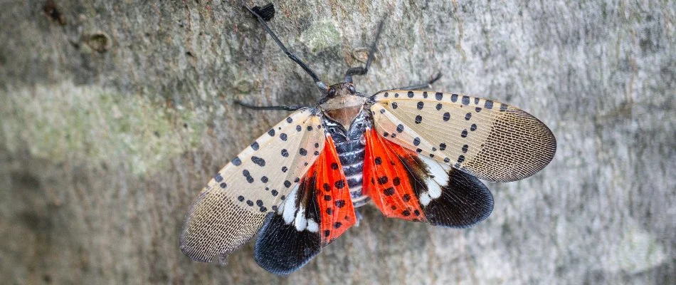 Spotted lanternfly on a tree in Newark, DE.