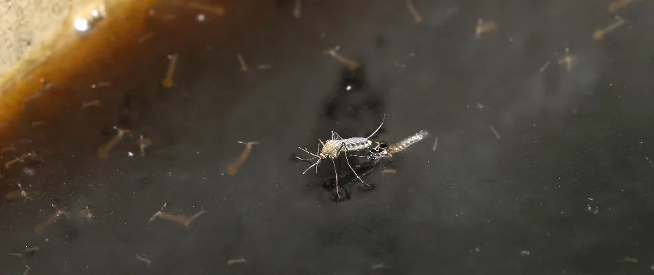 Stagnant water in Newark, DE, with mosquito and larvae.