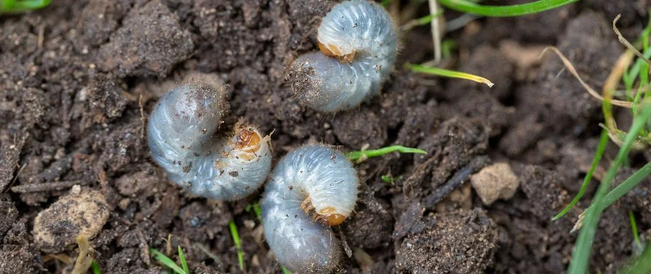 Three white grubs in the soil in %%targetarea-pa%%, PA.