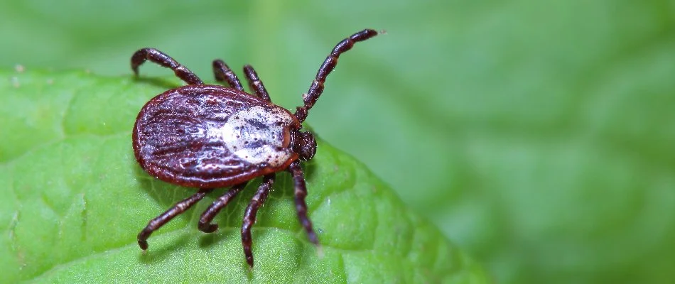 Tick on a green leaf in Newark, DE.