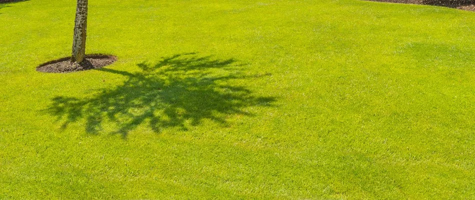 Tree shadow on a lawn in Newark, DE.