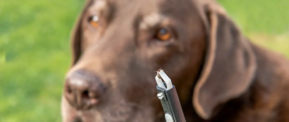 Tweezers holding a tick in front of a brown dog in Doylestown, PA.