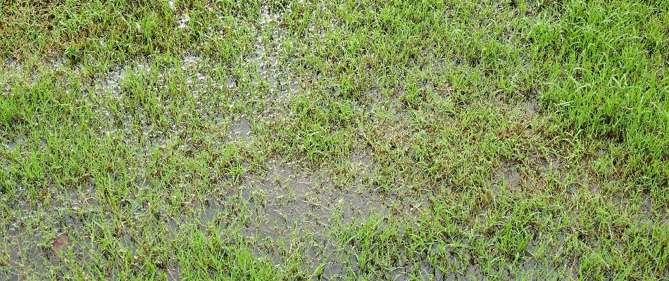 Waterlogged lawn in Doylestown, PA.