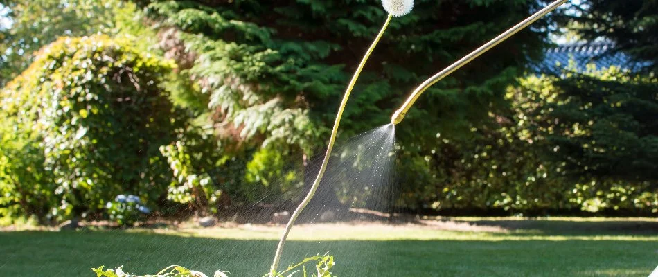 Weed control treatment being applied to a dandelion in Newark, DE.