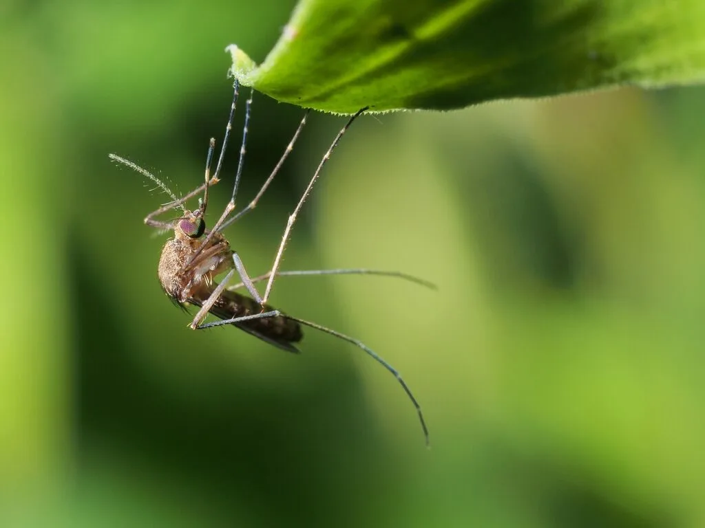 Now is the time to think about mosquito control in your Delaware, Montgomery and Chester County, PA backyard!