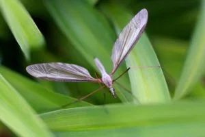 Delaware Valley Turf Fertilizing Expands with Mission Mosquito!