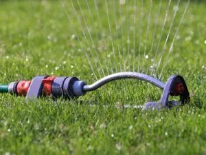 Lawn Watering Tips for Summer Heat