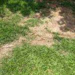 How to Spot Summer Diseases on Your Lawn