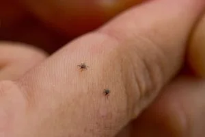 Ticks Create New Threat in PA this Season