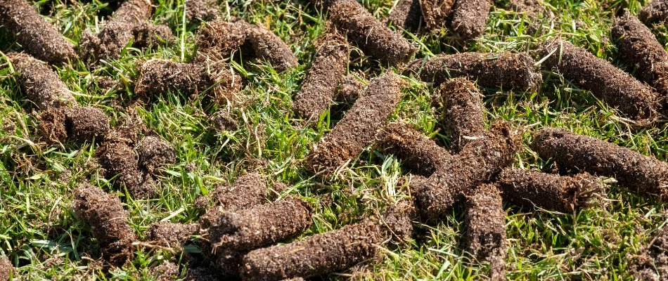 Soil cores on a lawn after aeration in Newark, DE.