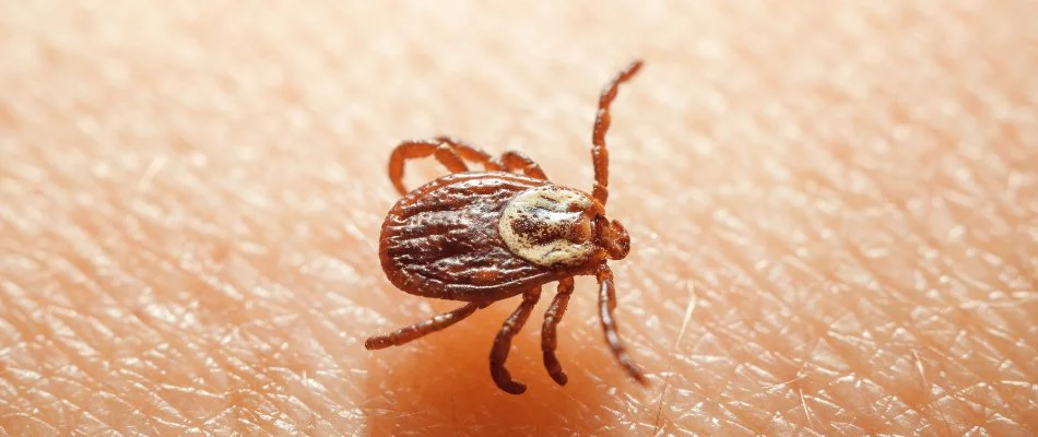 Brown tick on skin in Phoenixville, PA.