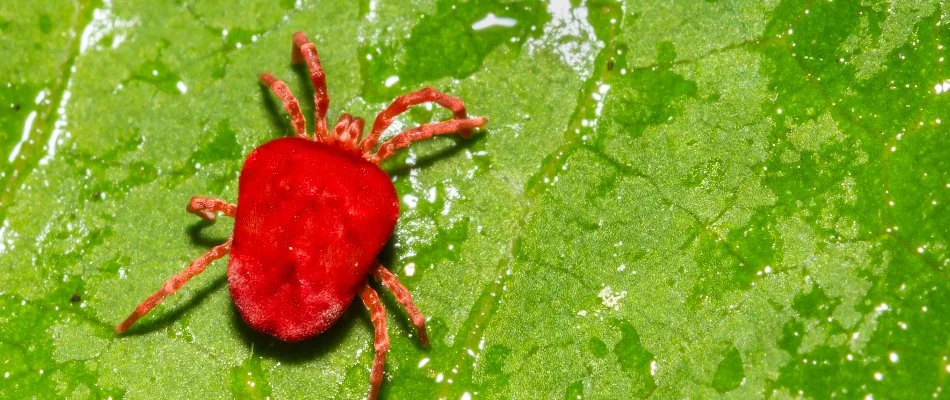 Chigger on a leaf in Villanova, PA.