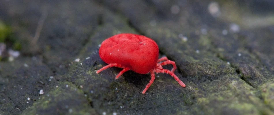 Chigger on wood in Fairless Hills, PA.
