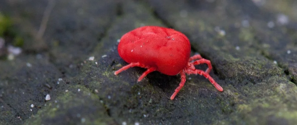 Close up of a chigger in Warrington Township, PA.