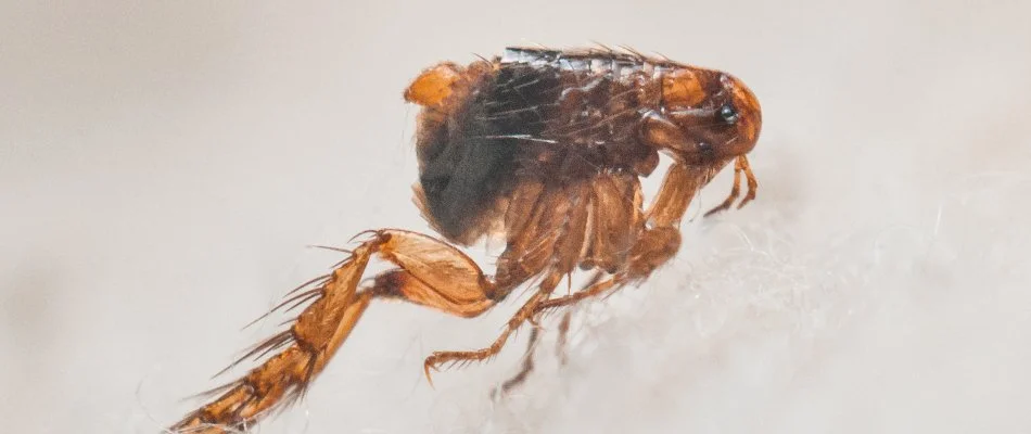Closeup of a flea on white fur in Claymont, DE.