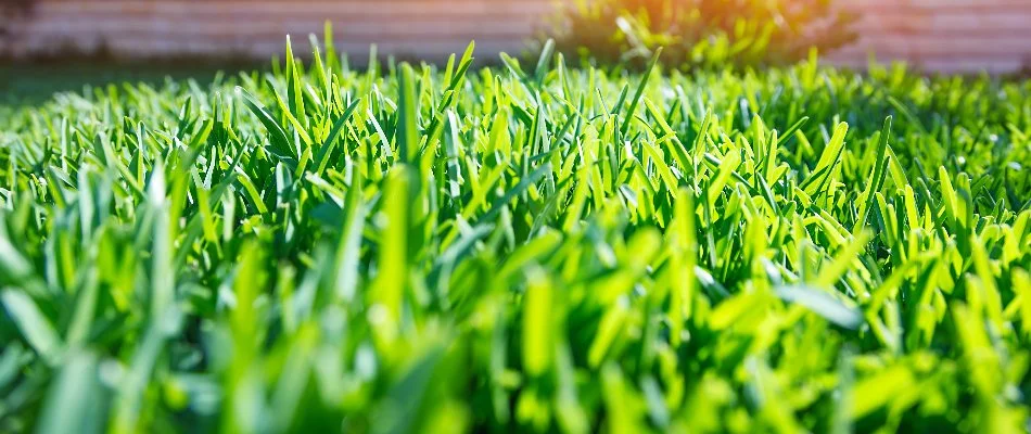 Close up of green grass in Pennsburg, PA.