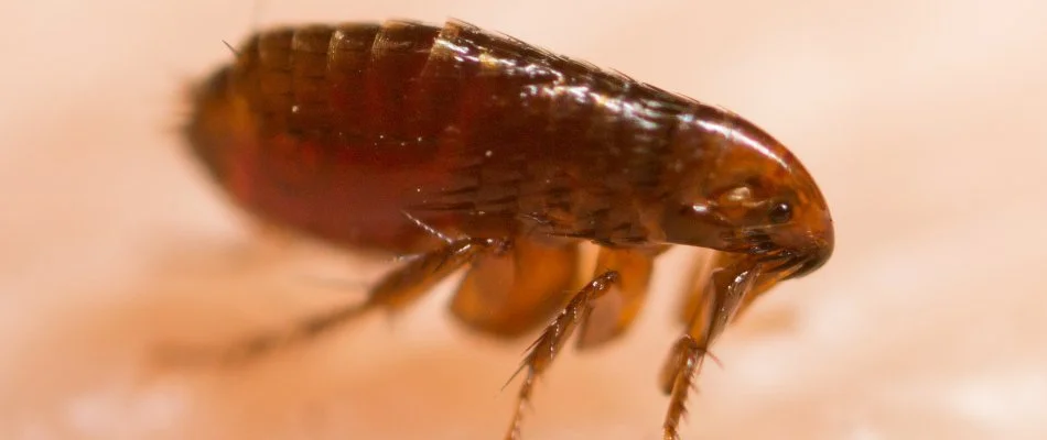 Closeup of a brown flea on skin in Lansdale, PA.