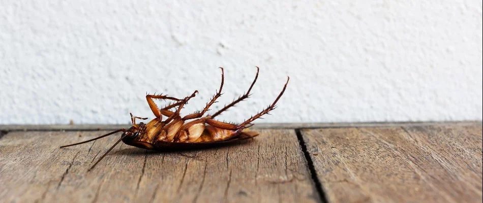 A dead cockroach on wood floor in Newark, DE.