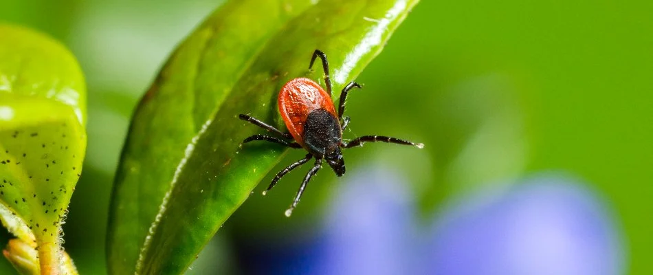 Deer tick on a plant leaf in Chesapeake City, MD.