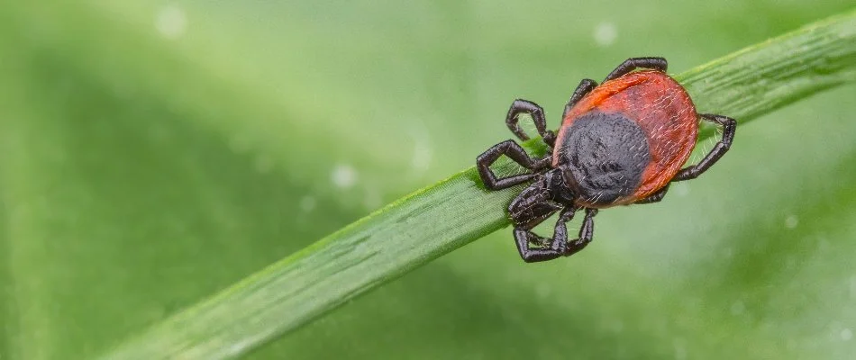 Deer tick on a blade of grass in Sellersville, PA.