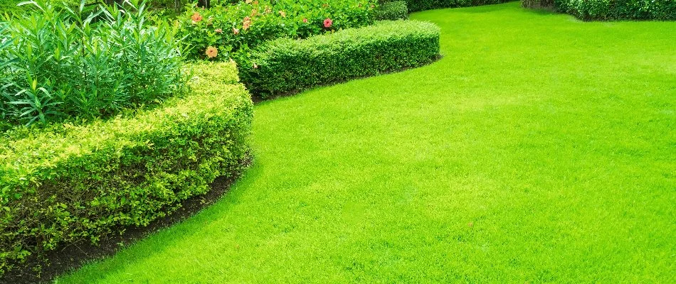 Dense green lawn in Norristown, PA, and thick shrubs.