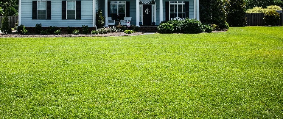 Dense lawn and some shrubs in Warrington Township, PA.