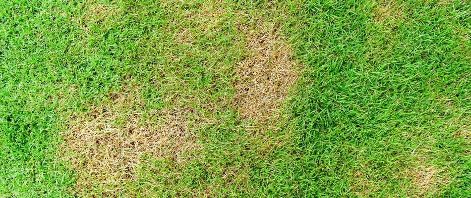 A diseased lawn found in a client's property in Newtown, PA.