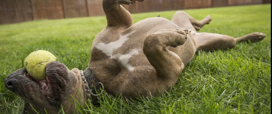 A dog rolling on grass with a ball in Newark, DE.