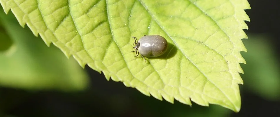 Engorged tick on a leaf in Coatesville, PA.